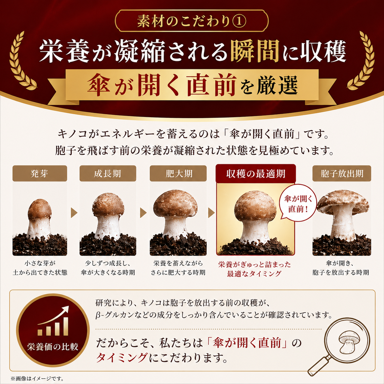 GABAヒメマツタケ80g【ストレス・高血圧用】